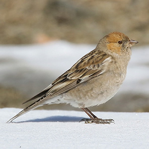 Plain Mountain-Finch